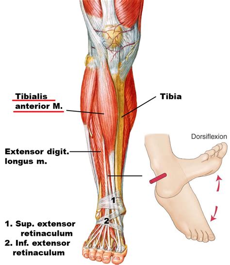 Tibialis Anterior Origin Insertion Action Nerve Supply How To Relief