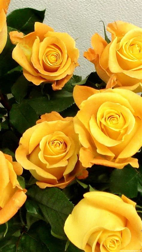 Yellow Rose Iphone Wallpapers Top Free Yellow Rose Iphone Backgrounds