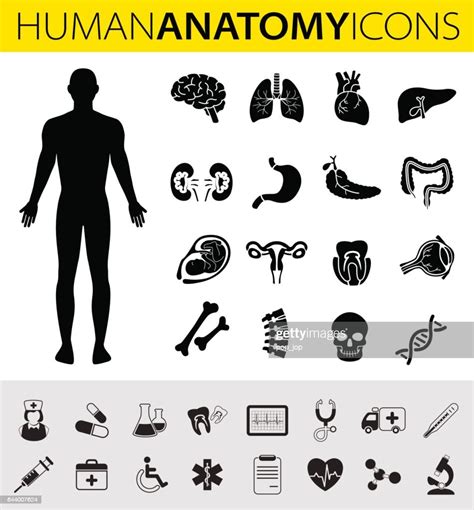 Human Anatomy Icons High Res Vector Graphic Getty Images