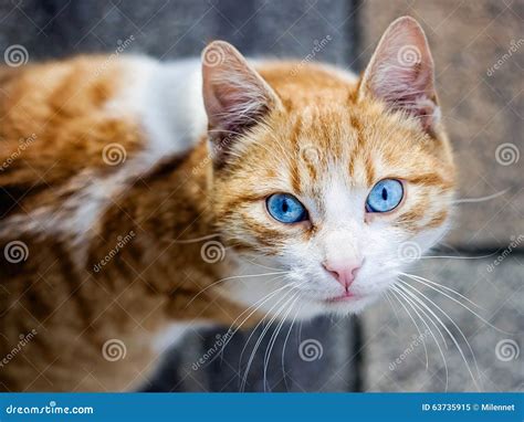 Beautiful Orange Cat Stock Photo Image 63735915