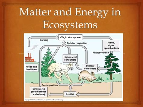 Ppt Matter And Energy In Ecosystems Powerpoint Presentation Free
