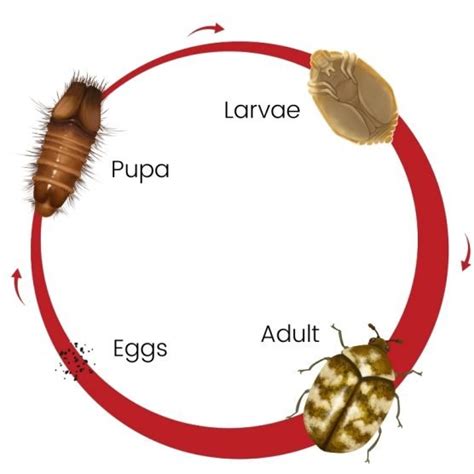 Carpet Beetles How To Get Rid Of Them • Carpetace Melbourne