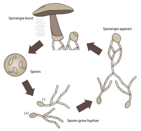 Fungi Reproduction Ck 12 Foundation