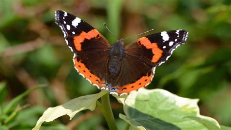 Millions Of Butterflies Flying To Uk In Once In A Decade Phenomenon