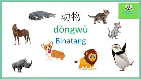 Belajar Kosakata Bahasa Mandarin Tentang Binatang 动物 Dòngwù Youtube