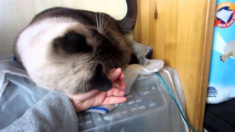 Fat Siamese Cat Asks For Attention Youtube
