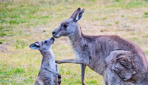 Why Young Kangaroos Should Hang Out With Mom Futurity