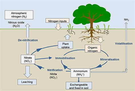 What Is The Nitrogen Cycle And Why Is It Key To Life · Frontiers For