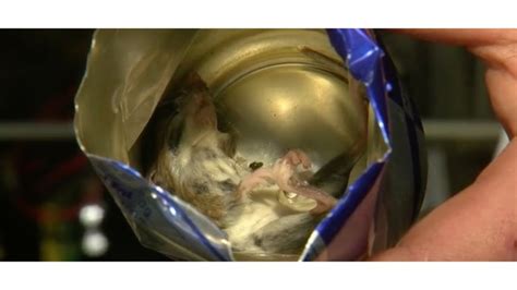 Man Claims He Found Dead Mouse Inside Energy Drink Can