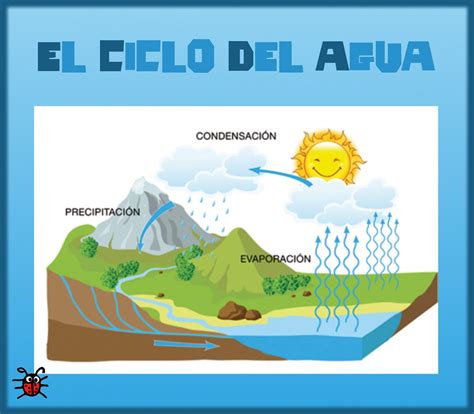 Ventaja Hacha Melodioso Ciclo Del Agua Infantil Renacimiento Interpretaci N Llave Inglesa