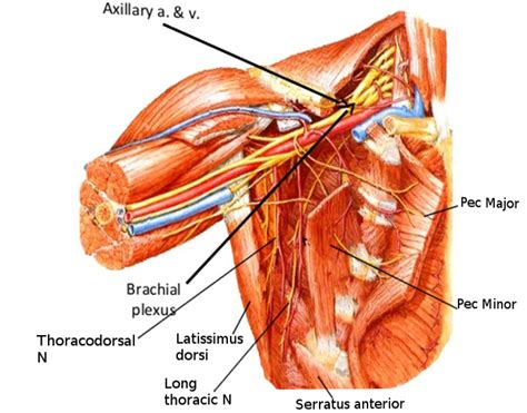 Axilla Anatomy Brachial Plexus Arteries Muscles Brachial Plexus My Xxx Hot Girl
