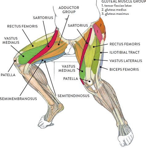 Upper Thigh Anatomy The Posterior Sling Spontaneous Muscle Release
