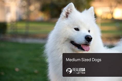 Medium Sized Dogs Top Choices For Families And Kids