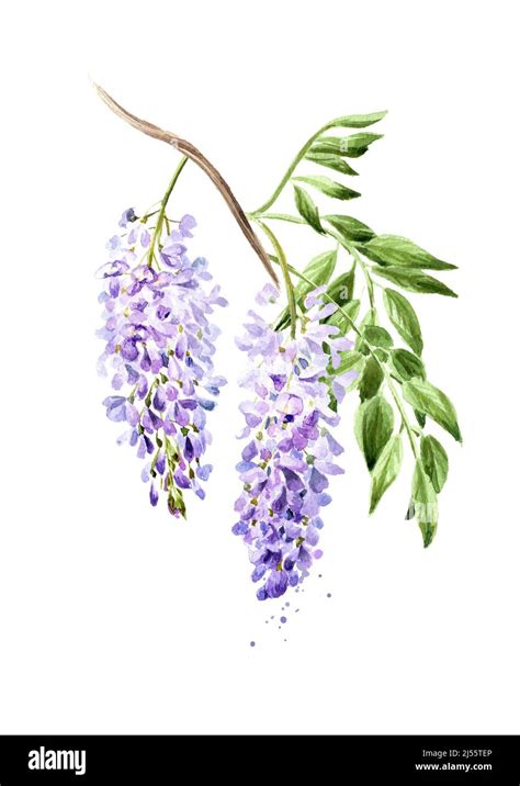 Purple Pink Blue Wisteria Flower Blossom Branch Hand Drawn Watercolor