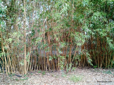 Golden Hedge Clumping Bamboo Bambusa Multiplex Alphonse Karr Bamboo