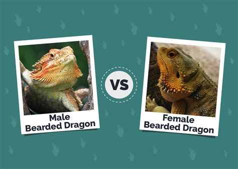 Male Vs Female Bearded Dragon Differences Similarities And Faq Hepper