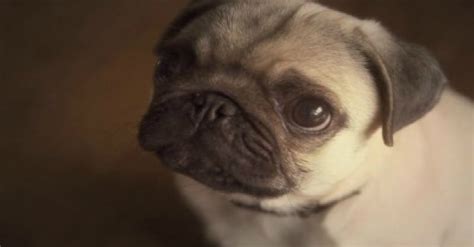 Walter The Office Pug Will Put A Smile On Your Face