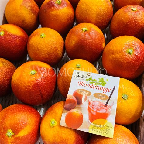 Japanese Moro Blood Orange — Momobud