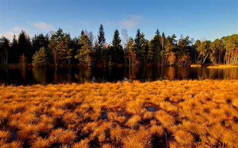 Tapety x px podzim barva pole les zlato tráva jezírka krajiny listy bažina