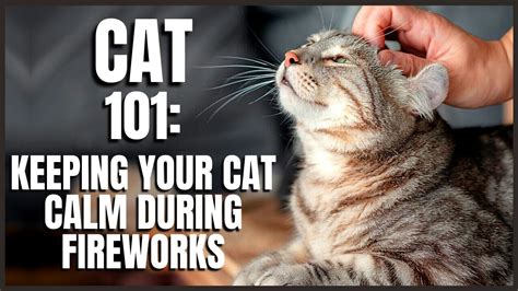 Cat 101 Keeping Your Cat Calm During Fireworks Youtube
