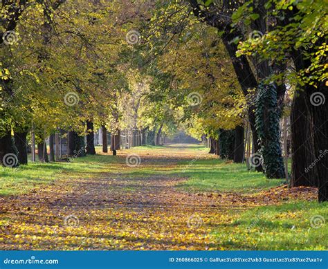 Autumn Scenery Of A Tree Lined Road With Yellowing Leaves Stock Image
