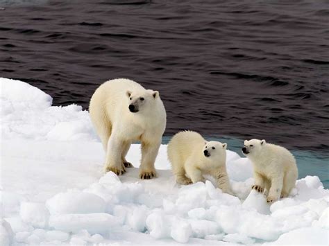 Russian Meteorologists Besieged By Polar Bears The Week
