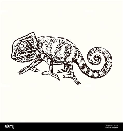 Chameleon Side View Hand Drawn Doodle Drawing In Gravure Style