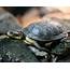 Baby Turtle On Stone  HD Wallpapers