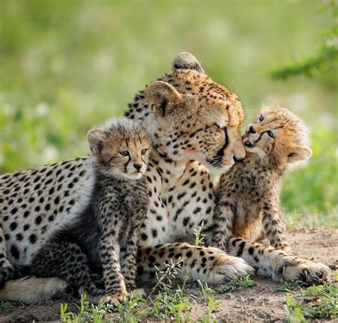 Mother Cheetah And Her Cute Cubs Sharing The Love Big Beautiful Cats