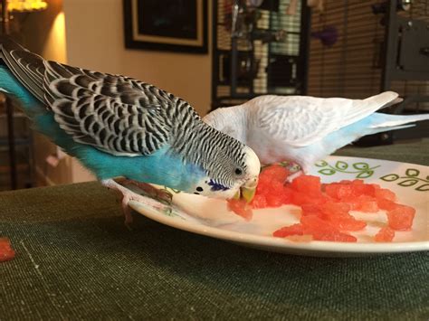 The Importance Of A Flock To A Parakeet As Demonstrated By Watermelon