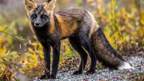 25 Fascinating Facts About Foxes Mental Floss