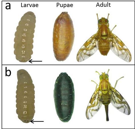 Larvae Pupae And Adults From The Gss Tapachula 7 Based On The Bp