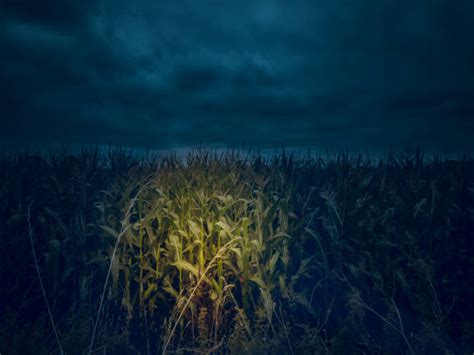 Corn Field At Night Stock Photos Pictures And Royalty Free Images Istock