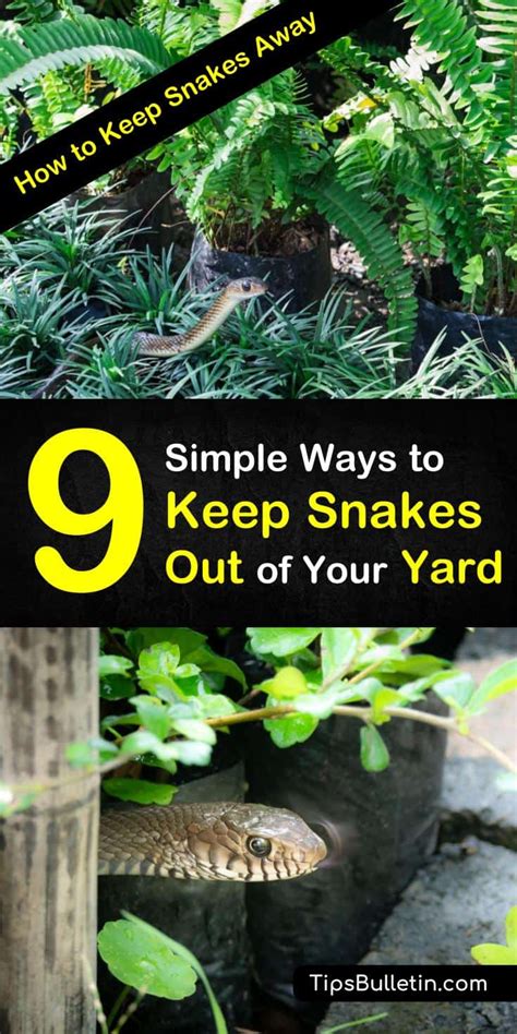 9 Simple Ways To Keep Snakes Out Of Your Yard How To Keep Snakes