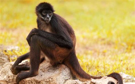 Monos Curiosidades Características Dónde Vive Qué Come Y Fotos