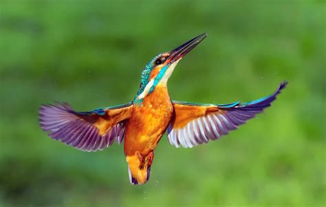 Wallpaper Drops Bird Wings Kingfisher Kingfisher Images For Desktop