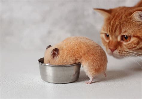 Will My Cat Eat My Hamster If They Get The Chance Tips And Faqs Pet Keen