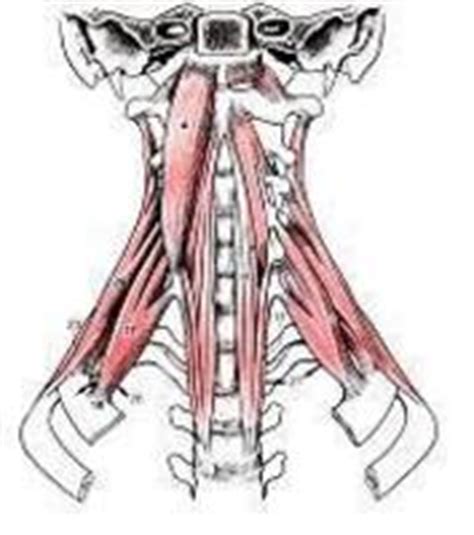 All muscles found in the neck are paired, meaning they exist to. Ergonomic HandShoe Mouse Publish Proof of Unique Difference with Competition