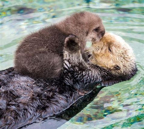 Mommy And Baby Ottersprecious ️ ️ Cute Animals Cute Baby Animals