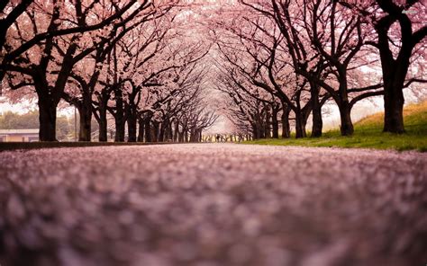 Japanese Cherry Blossom Wallpaper 71 Images