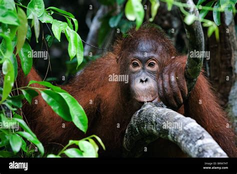 Portrait Of A Little Orangutan Stock Photo Alamy