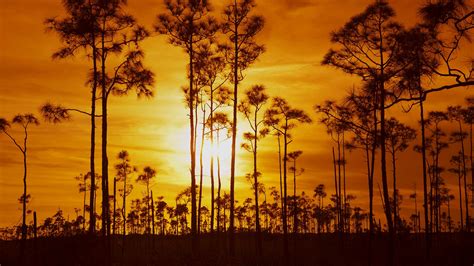 Everglades Trees Bing Wallpaper Download