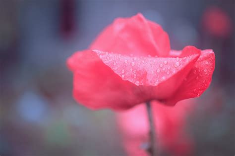 1920x1080 Resolution Red Rose Shallow Focus Photography Uppsala Hd