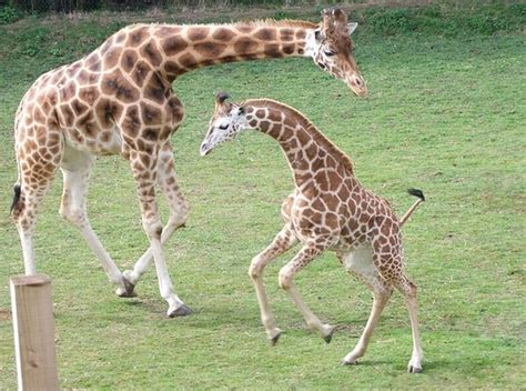 Play With Me Mom Giraffe Pictures Giraffe Baby Giraffe
