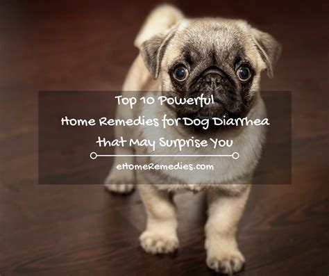Top 10 Powerful Home Remedies For Dog Diarrhea That May Surprise You