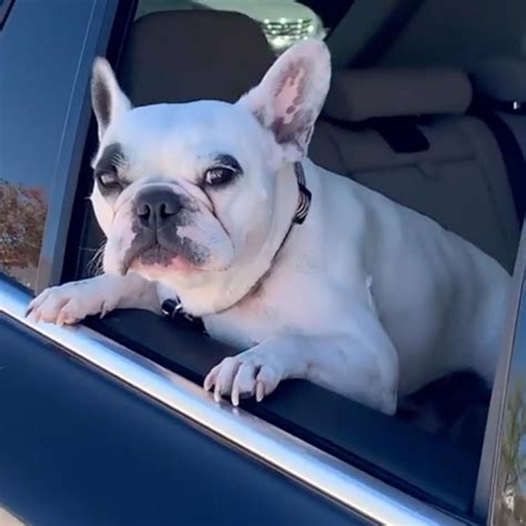 Shop for the hottest french bulldog supplies, frenchie.shop is your one stop for everything frenchie. Flipboard: Hilarious French Bulldog Wailing Like a Human ...