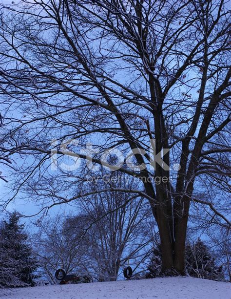 Winter Tree Stock Photo Royalty Free Freeimages