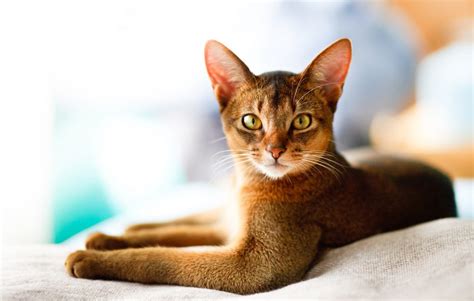Abyssinian Cat Breed Characteristics Temperament Cat Care