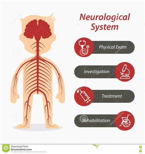 Neurological System And Medical Line Icon Stock Vector Illustration
