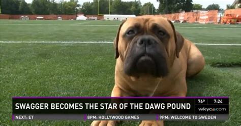 Meet The Browns New Mascot Swagger The Dog Fox Sports
